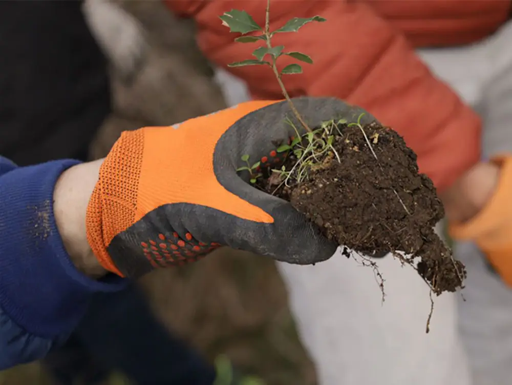 Plantando arboles