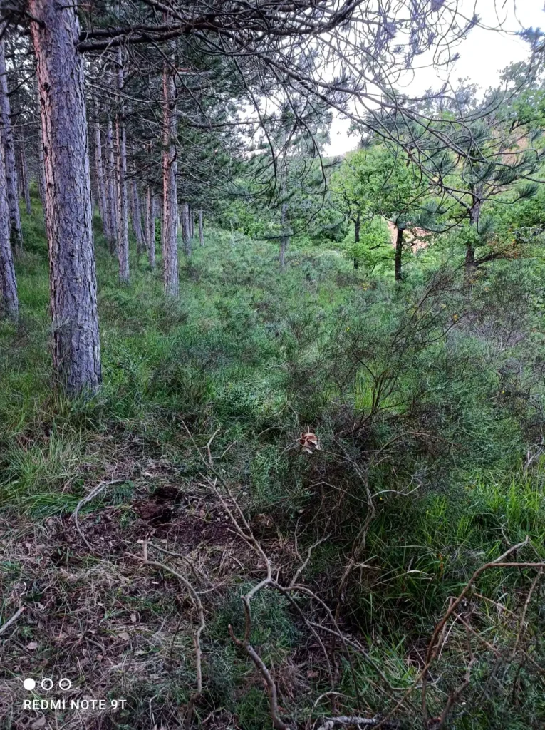Reforestando