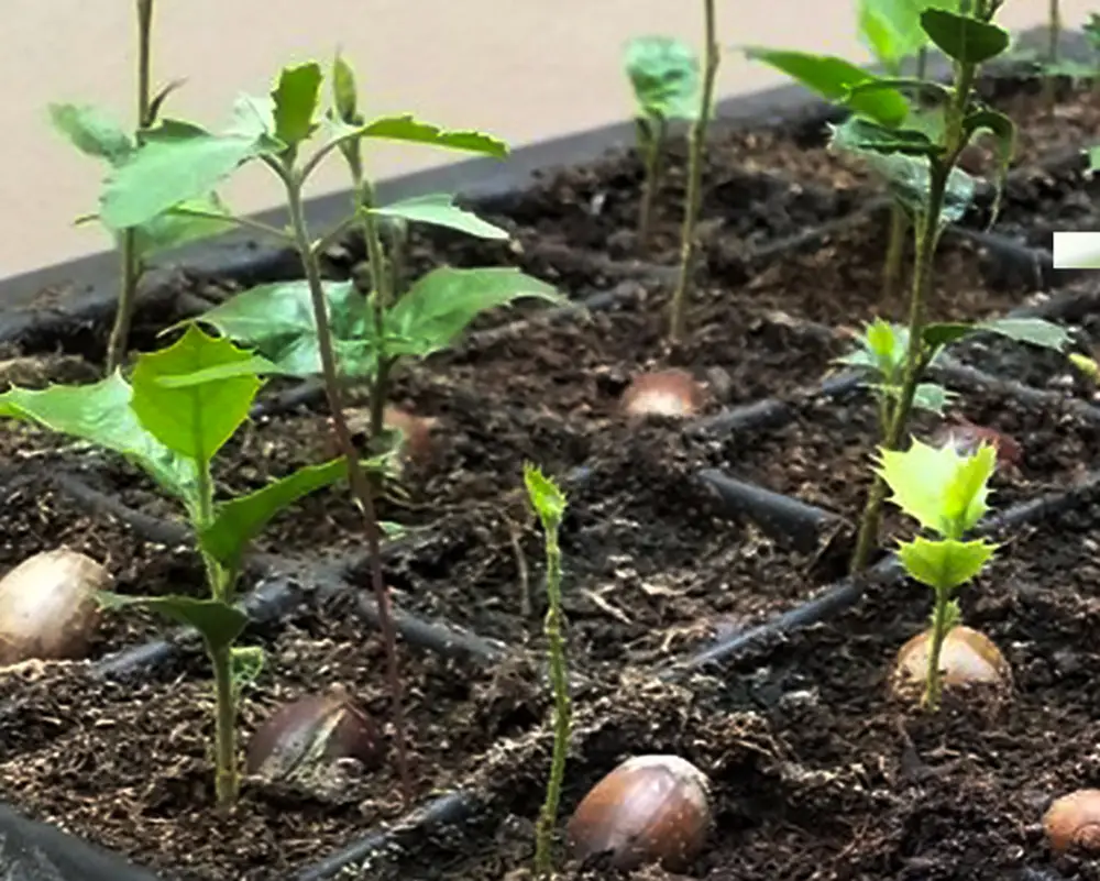 Germinando arboles