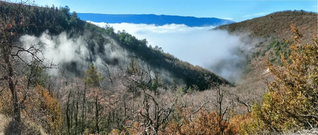 Reforestando norte de Burgos