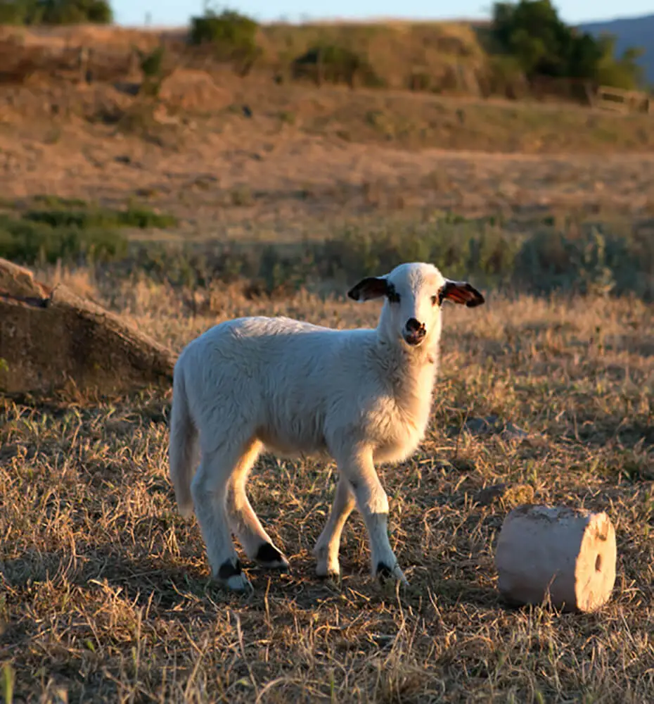 Ganaderia ovina